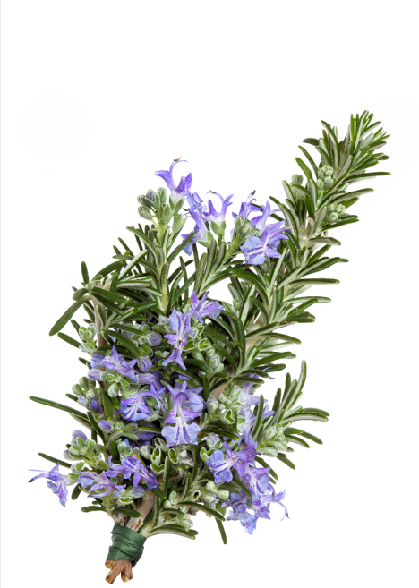 Natural Pigment Antioxidant - Rosemary extract